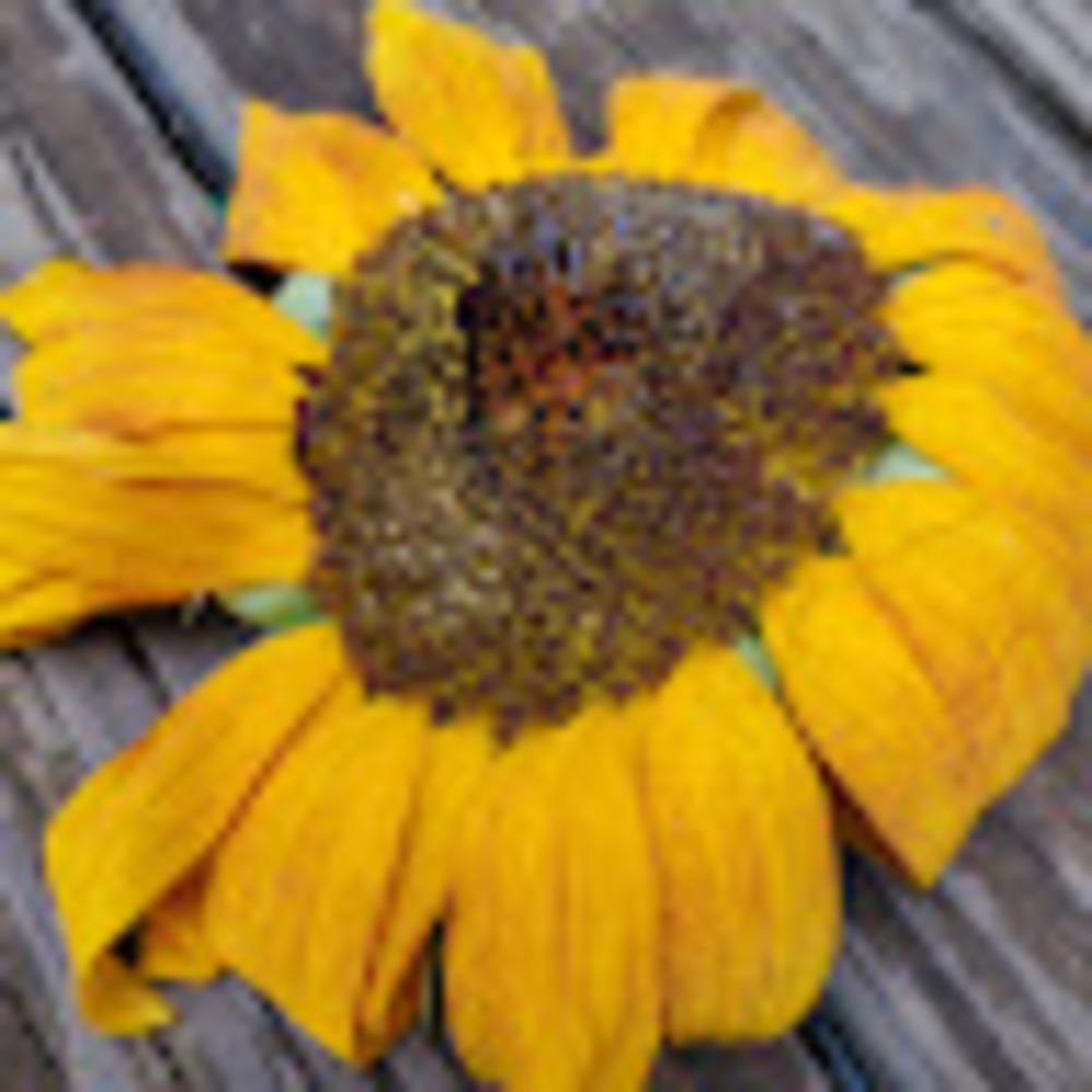 Meet your Posher, Dara